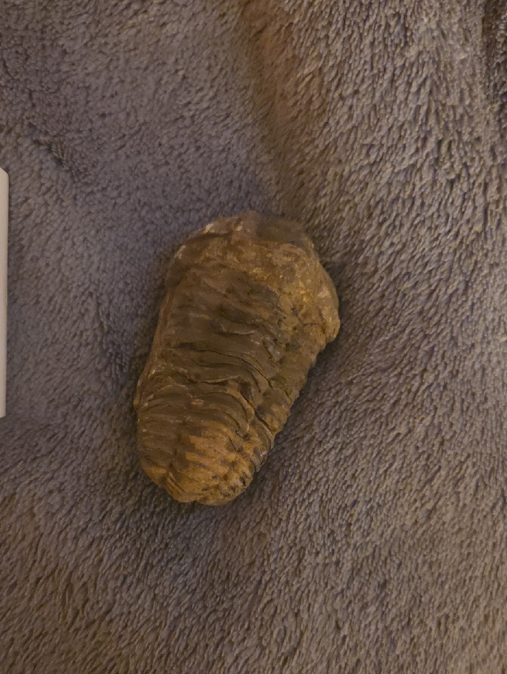 Fossil Trilobite Specimen - Brown Natural Tones